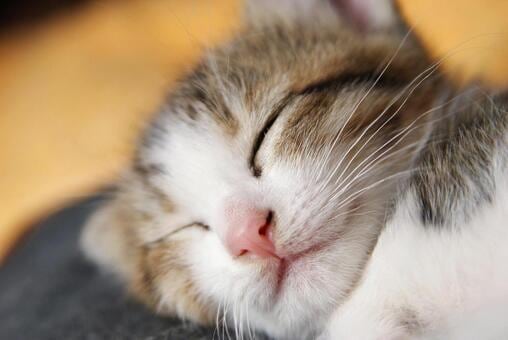 長年不眠症を経験した私が睡眠の悩み、相談に乗ります 不眠の辛さはなった人にしかわかりません。気楽にどうぞ イメージ1
