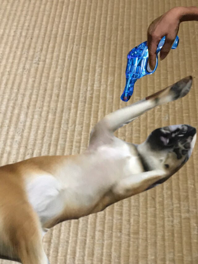 可愛い写真売ります 可愛い犬の写真 加工画像 癒されます イメージ2