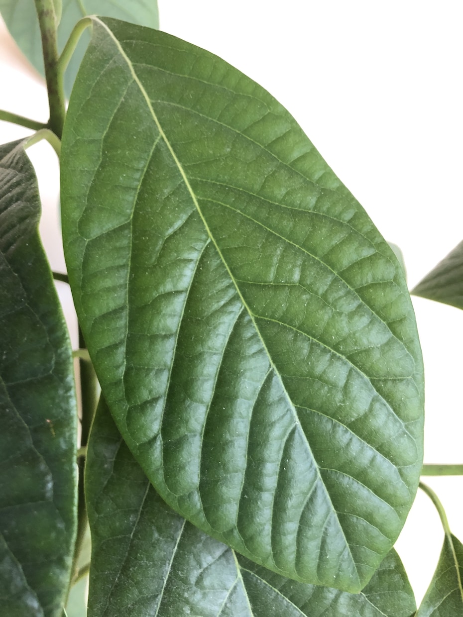 植物に関する話をお教えします コラムや自由研究に使える植物の話をご提供！ イメージ1