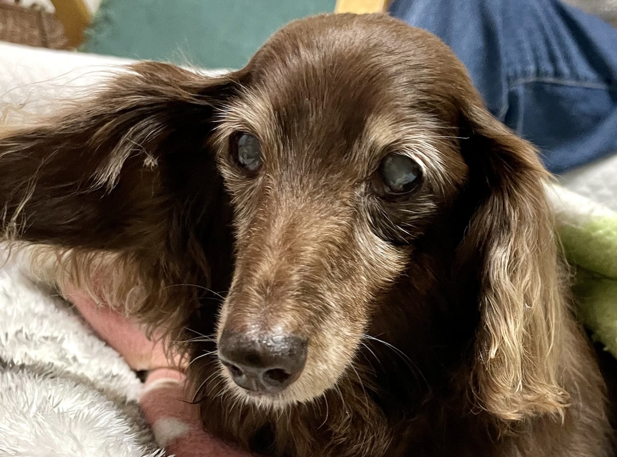 愛しいシニア犬の【飼養・介護】相談にのります 動物介護士・ドッグホテルオーナーが知識と経験で寄り添います イメージ5