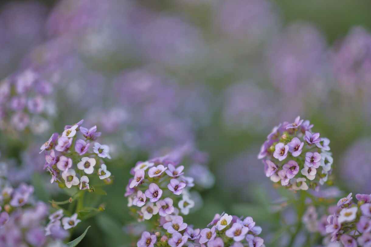 お花の写真+遠隔ヒーリングを送ります 写真販売と遠隔ヒーリングを4回送ります イメージ6