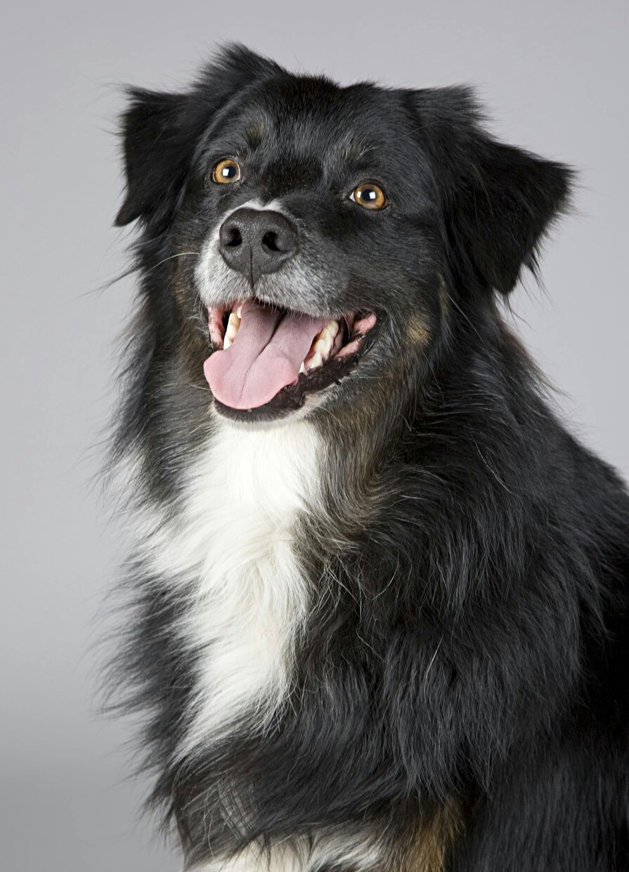 愛犬の写真をリアルなフィギア画像に変換します SNS映え抜群！うちの子だけの超リアル3Dアート イメージ4