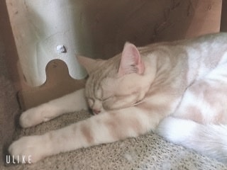 現役女子大生があなたに寄り添います 抱え込まないでください。肩の力を抜いて、こっちおいで？ イメージ3