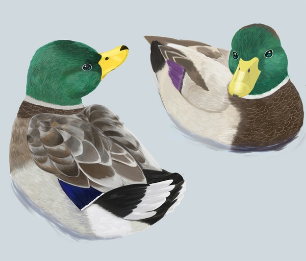 リアルな鳥のイラストを可愛らしく描きます 鳥のふわふわとした質感も表現できます。 イメージ7