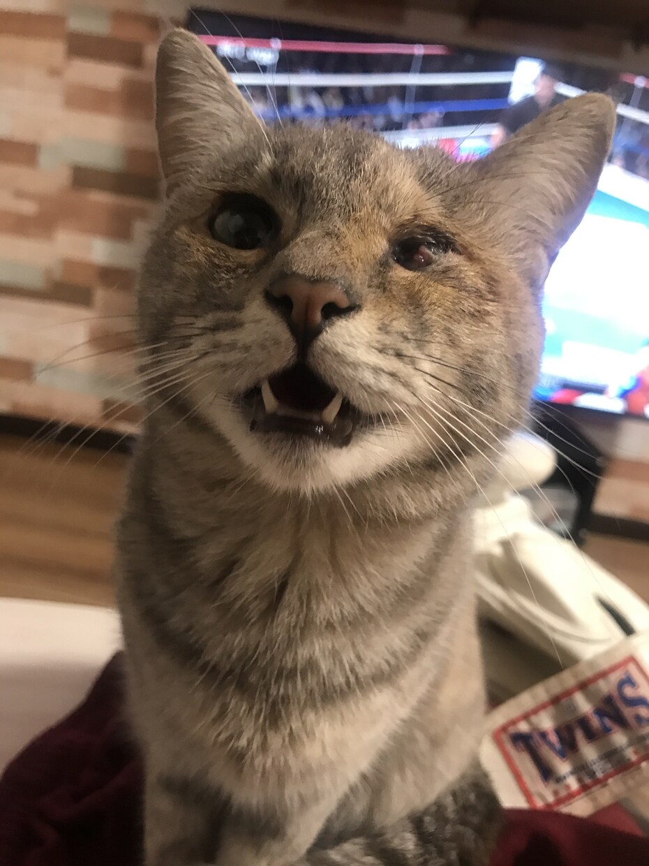 猫16匹&犬1匹の飼い主が犬猫の悩み聞きます ペット業界10年以上！良質な用品、フード、しつけetc… イメージ9
