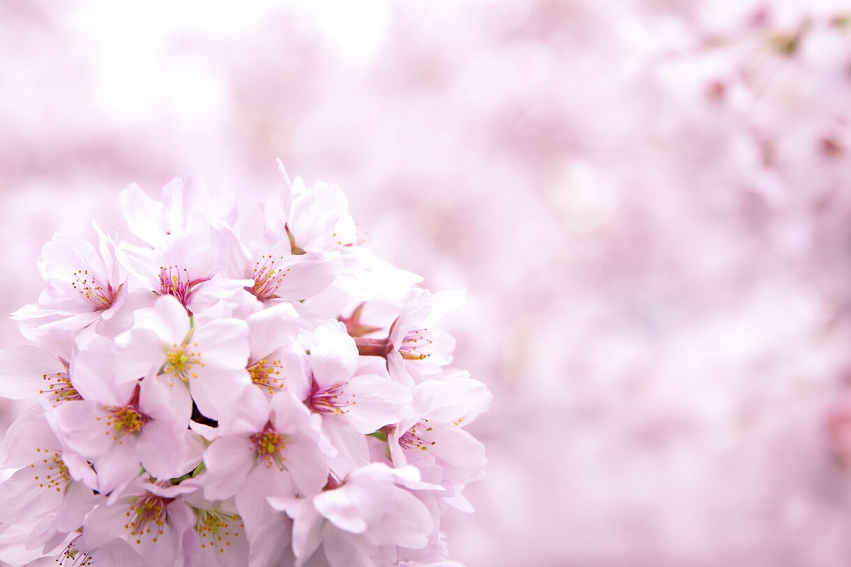 初級Photoshopを１から教えます Photoshopが無くてもほぼ同じ機能のサイトで教えます イメージ1
