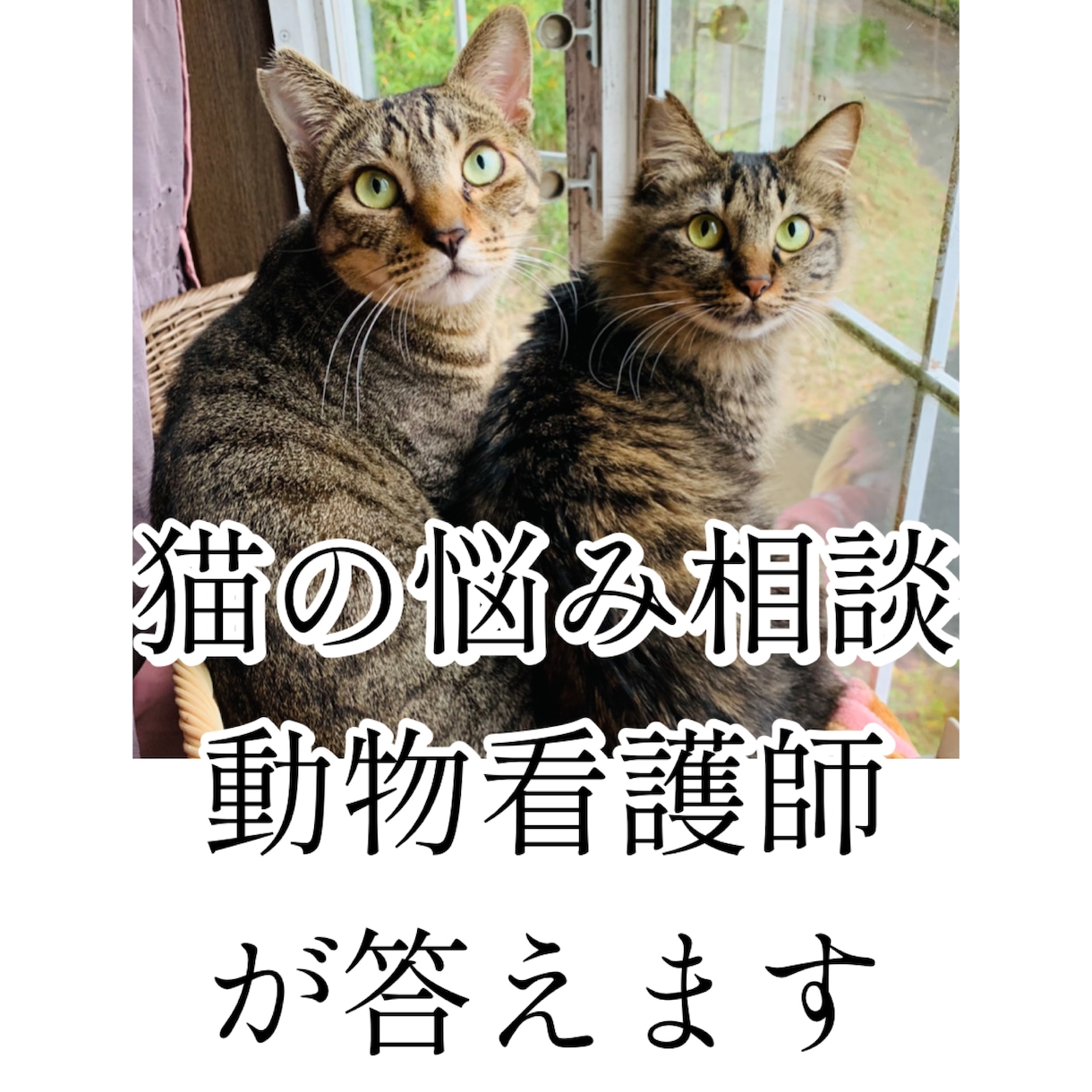 猫の飼い方相談に乗ります 動物看護師が丁寧にアドバイスします イメージ1