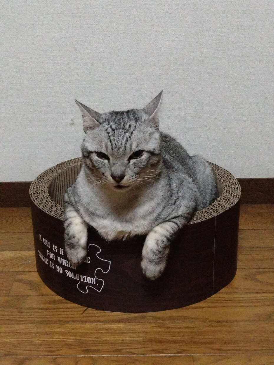 愛犬愛猫ちゃんの写真から可愛いイラストにします 愛犬愛猫を可愛いイラストにします！ イメージ6