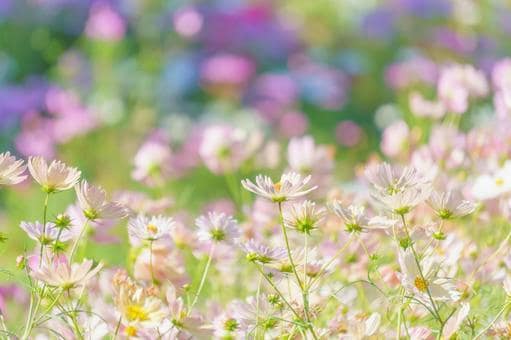 写真撮影、動画撮影代行致します 愛媛県内、高知県内対応致します。 イメージ2