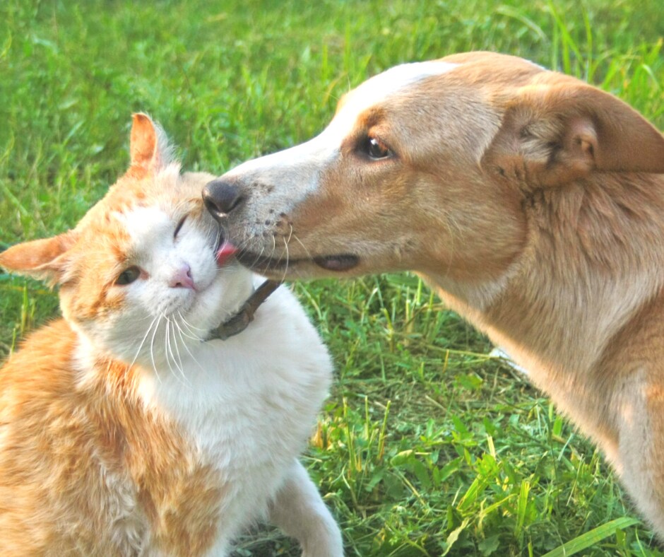 はこぽす対応商品】 アキュトニクス 猫 犬 動物 アニマルヒーリング 