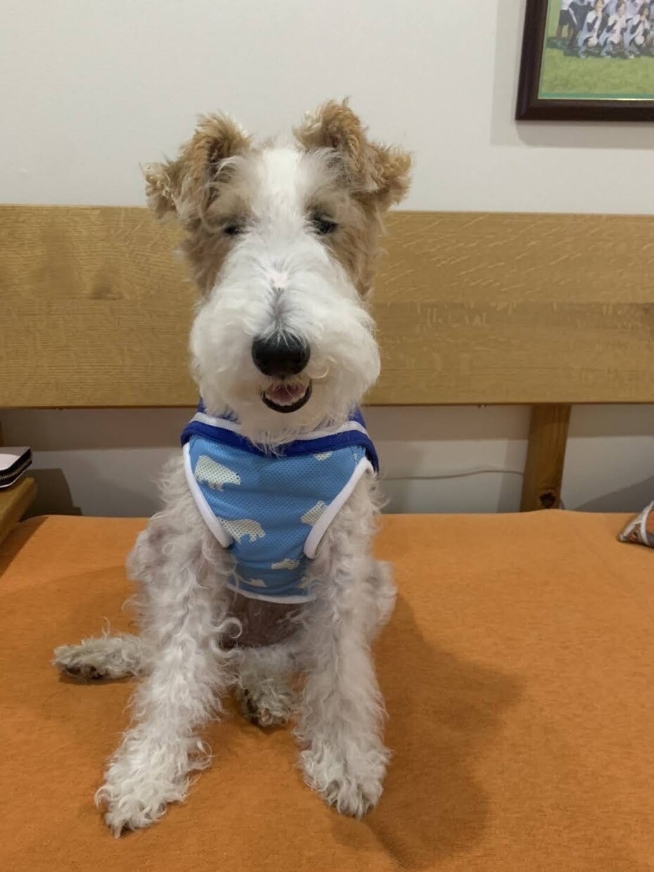 かわいいペットのイラスト作成します 愛犬家の皆様！SNSの画像などに イメージ4