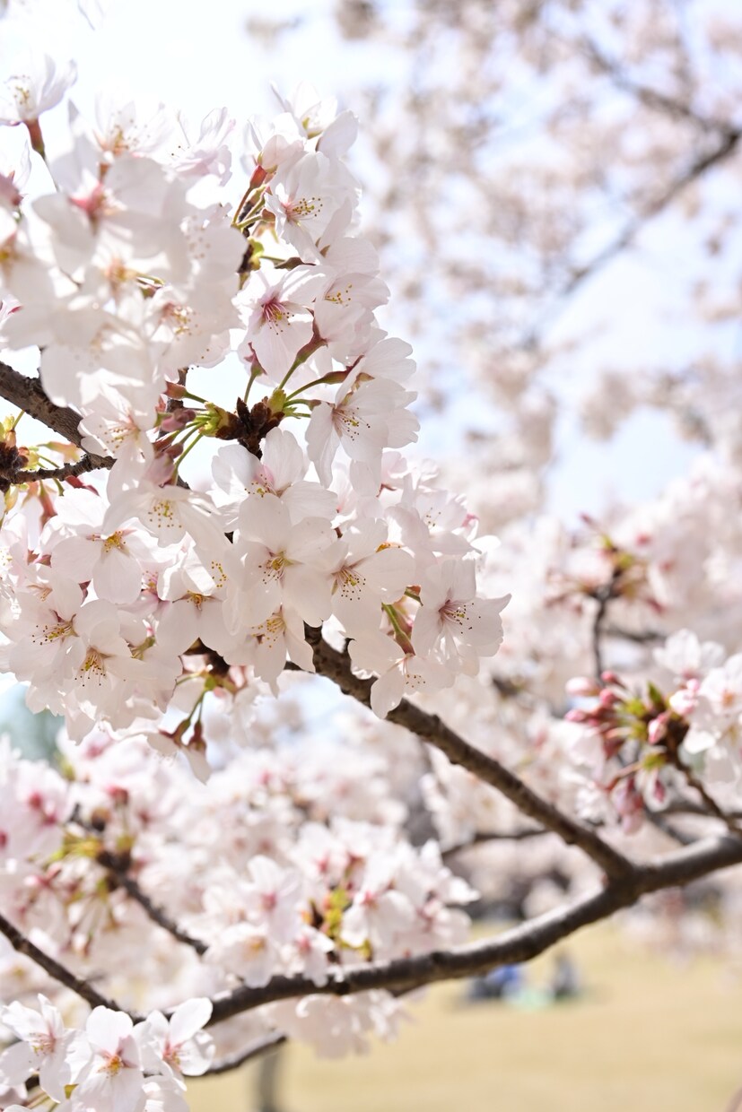 あなたの日常をどんな事でも受け止めます 日常の楽しいことから苦しいことまで、少しでも生活に寄り添える イメージ4