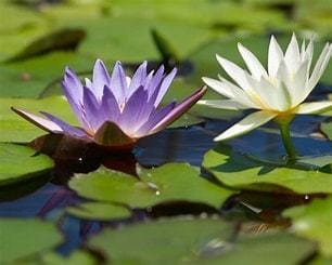 人生好転！簡単な先祖供養の方法お教えいたします ご先祖様に守って頂けると、土台が整い人生がより良き方向へ イメージ1