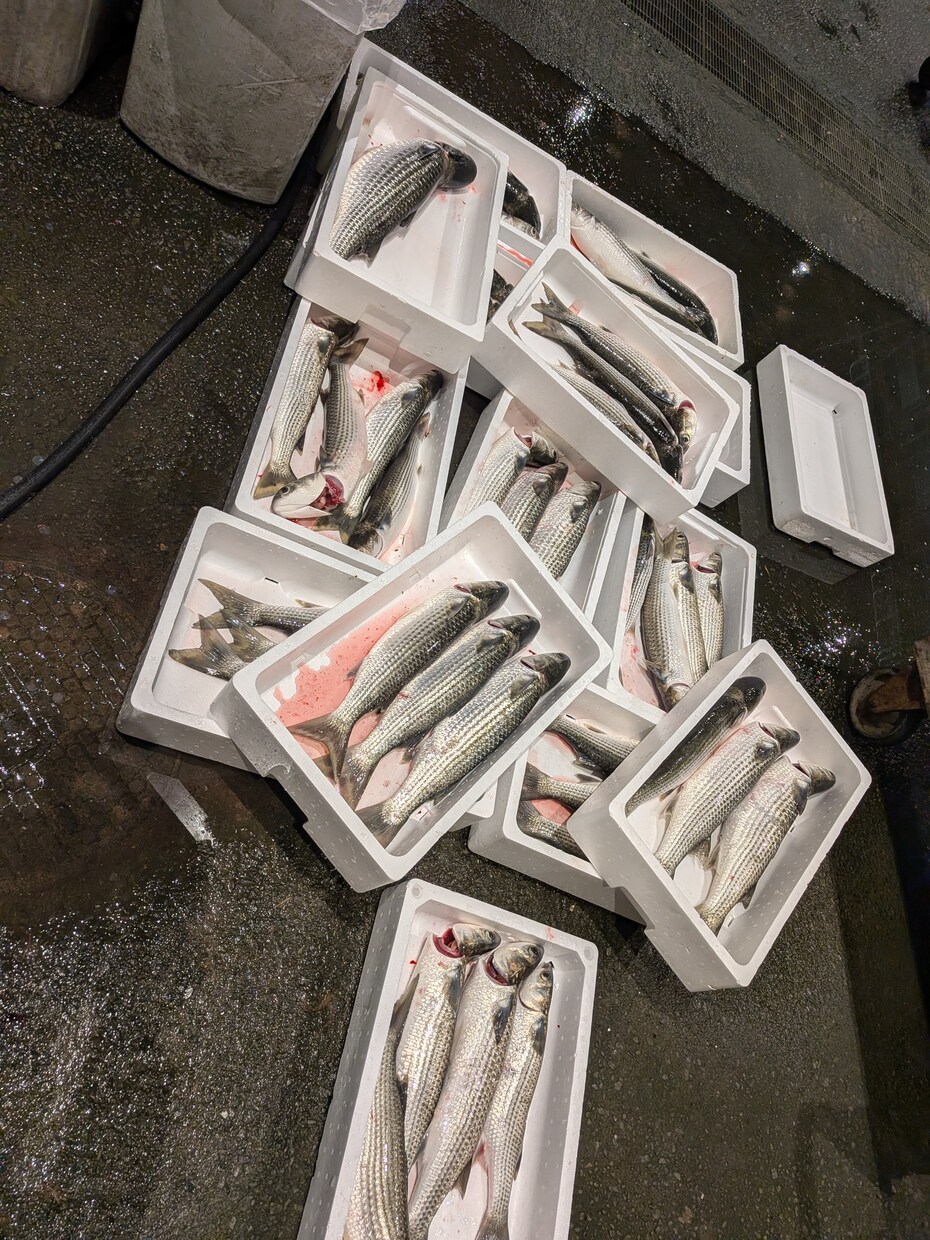 ボラ料理についてアドバイスします 秋から冬にかけてのボラを一度食べてみて下さい イメージ10