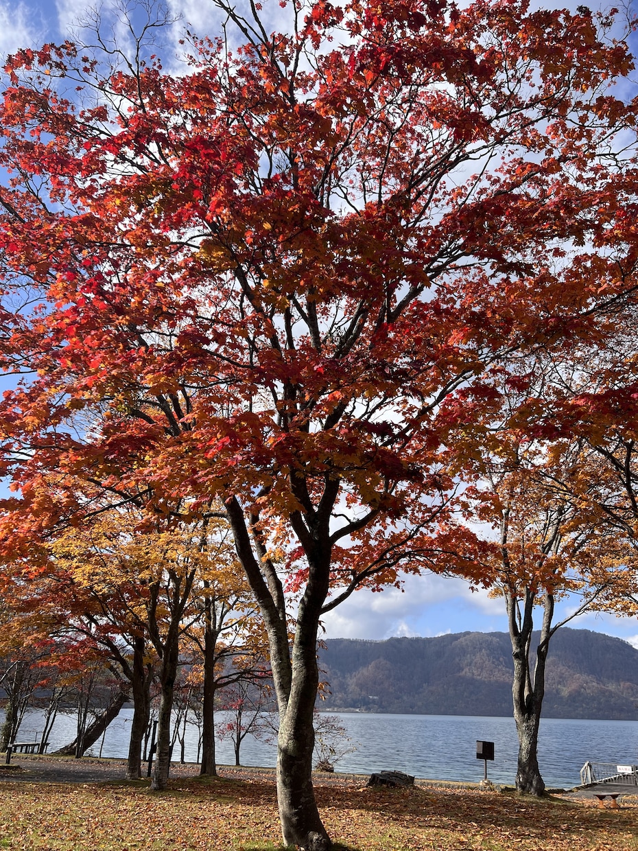今日の十和田湖、奥入瀬渓流を撮影いたします 春夏秋冬！十和田湖や奥入瀬渓流の今、どうなってるのかな イメージ1
