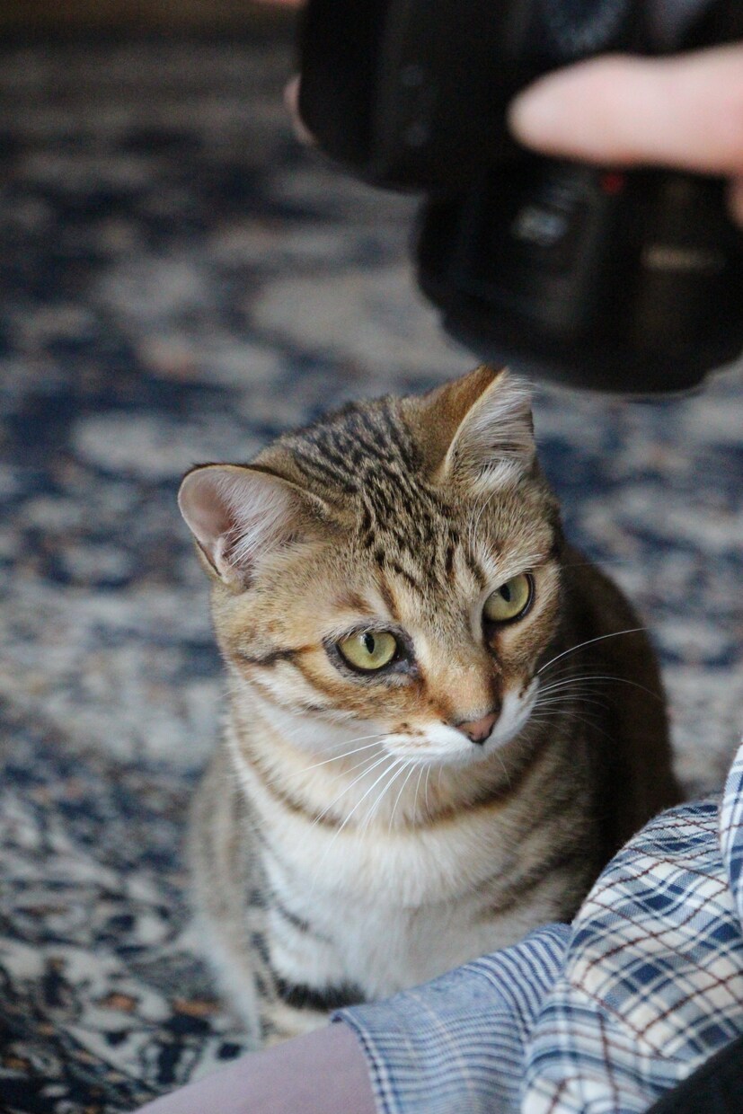 SNS用の自然や猫の写真素材を販売します SNS投稿・アイコンに使えるオリジナル写真をお届けします。 イメージ4
