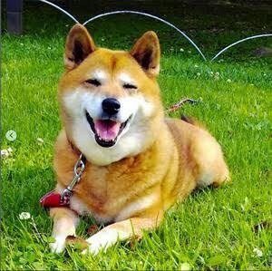 動物、ペットのイラストをゆるく描きます ゆるゆるな絵、自分のペットをイラストに イメージ2