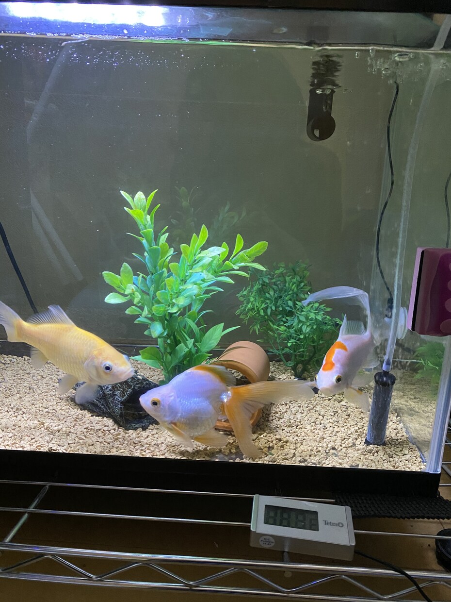 魚、昆虫、爬虫類など生き物の飼育方法をお教えします 動物専門学生が解説！？様々な生き物の飼育方法！ イメージ3