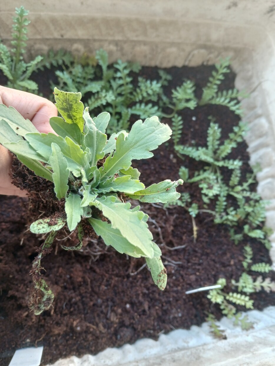 お好きな植物を育て＆弱った植物を再生します 先ずはチャットでご相談ください イメージ2