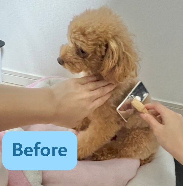 限定価格★技術だけはダメ。犬のお手入れ方法教えます ブラッシングや歯磨きなど…行動心理から＋技術面まで学べます イメージ8