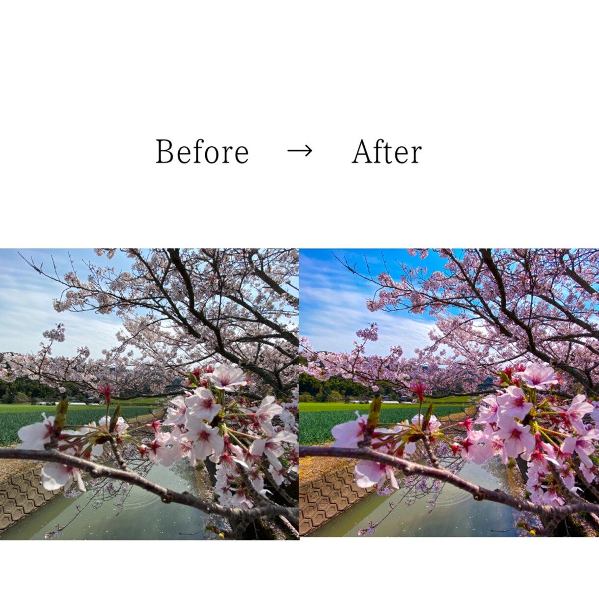 写真の色味編集10枚1000円でします 写真の色味を鮮やかに、期間限定ウェディングフォトプラン有 イメージ4