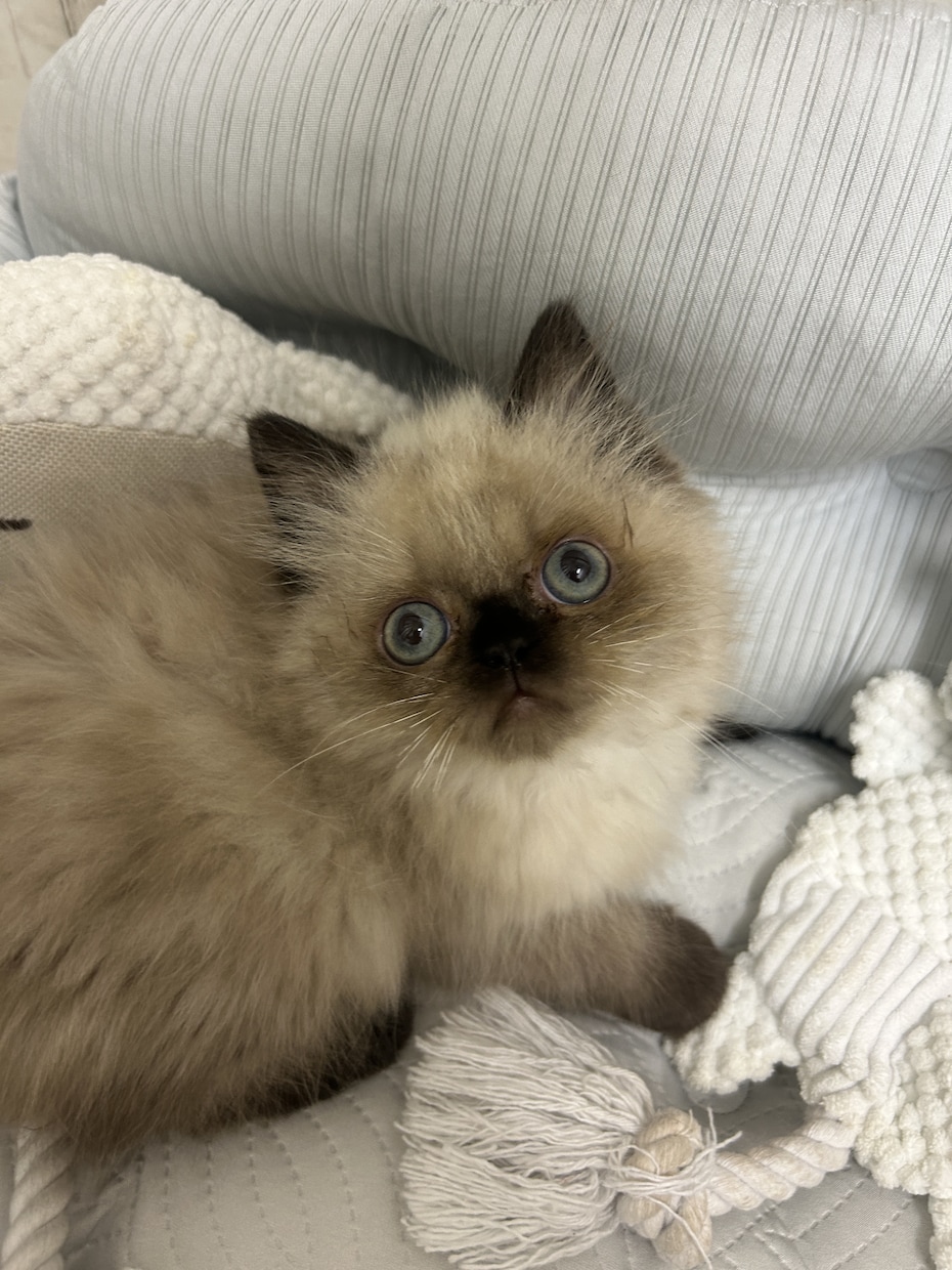現役店長がペットのしつけや相談事など承ります 現役店長がワンちゃん猫ちゃんについて全力でサポートします！ イメージ2