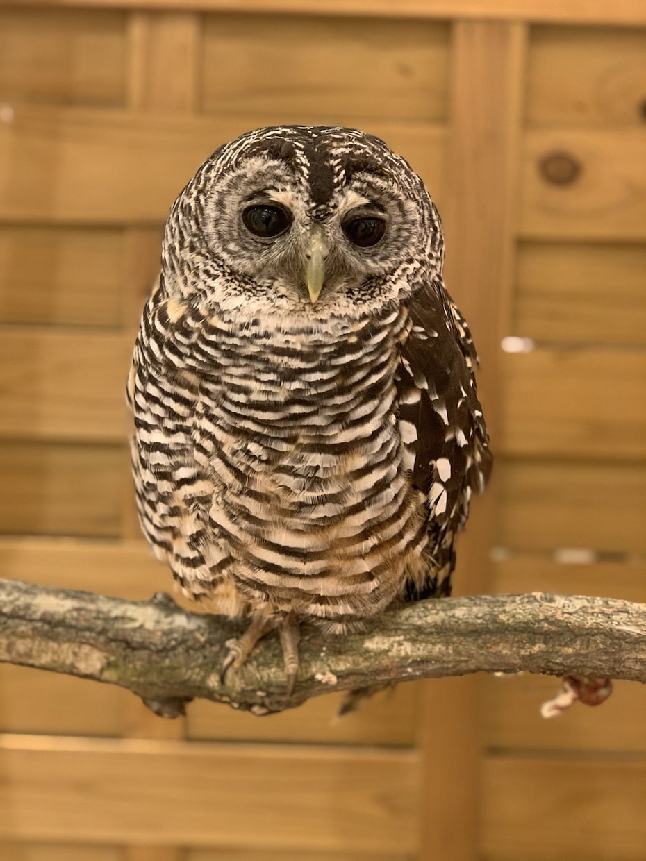 小動物、爬虫類、猛禽類などの飼育相談承ります 某個人営業の動物園での勤務経験から飼育のお悩み解決に導きます イメージ6