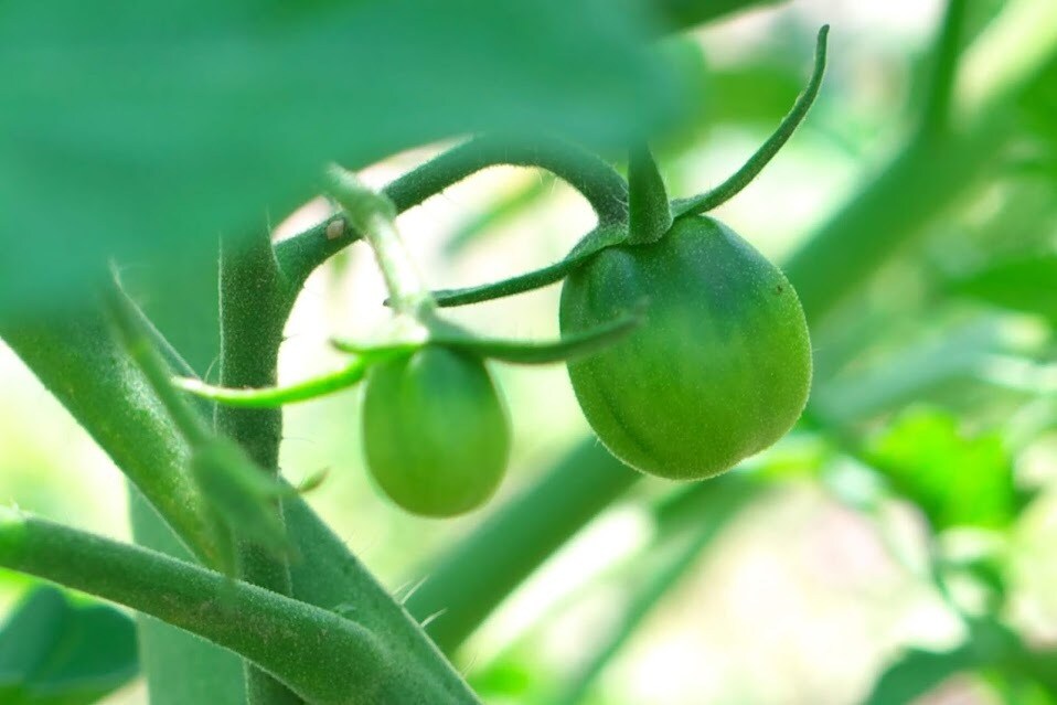 ベランダ菜園・家庭菜園をプロデュースします 初心者OK！必要な資材から育て方まで一括サポート！ イメージ5