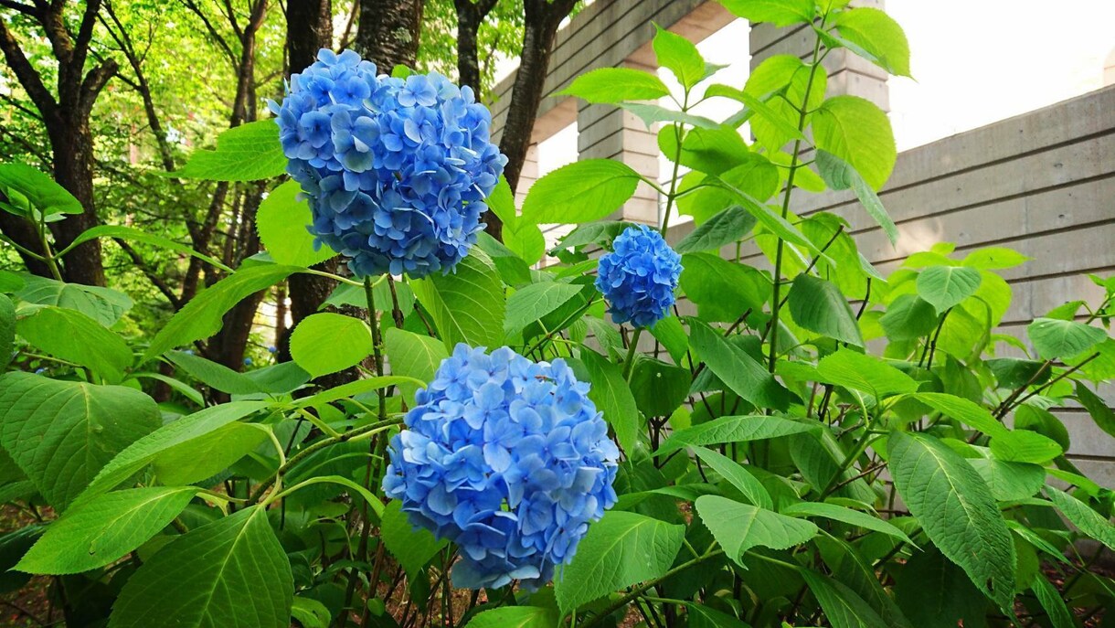 スマホで撮影した四季の風景写真をお届けします 「なんだか癒された」と思ってもらえる写真をめざしています イメージ3