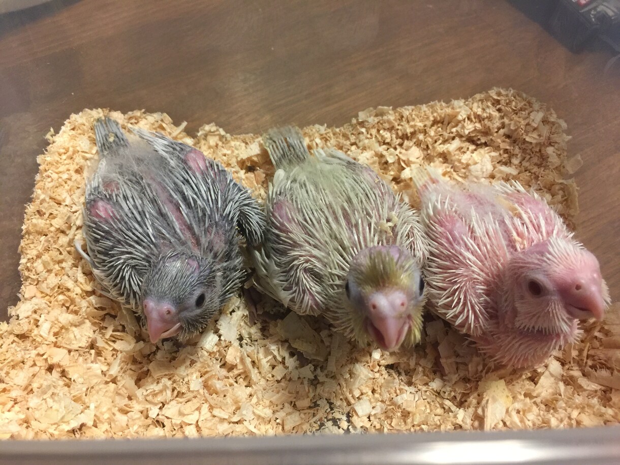 オカメインコの育て方についての相談にのります ヒナの育て方、繁殖のやり方、体重が増えない等の相談各種 イメージ2