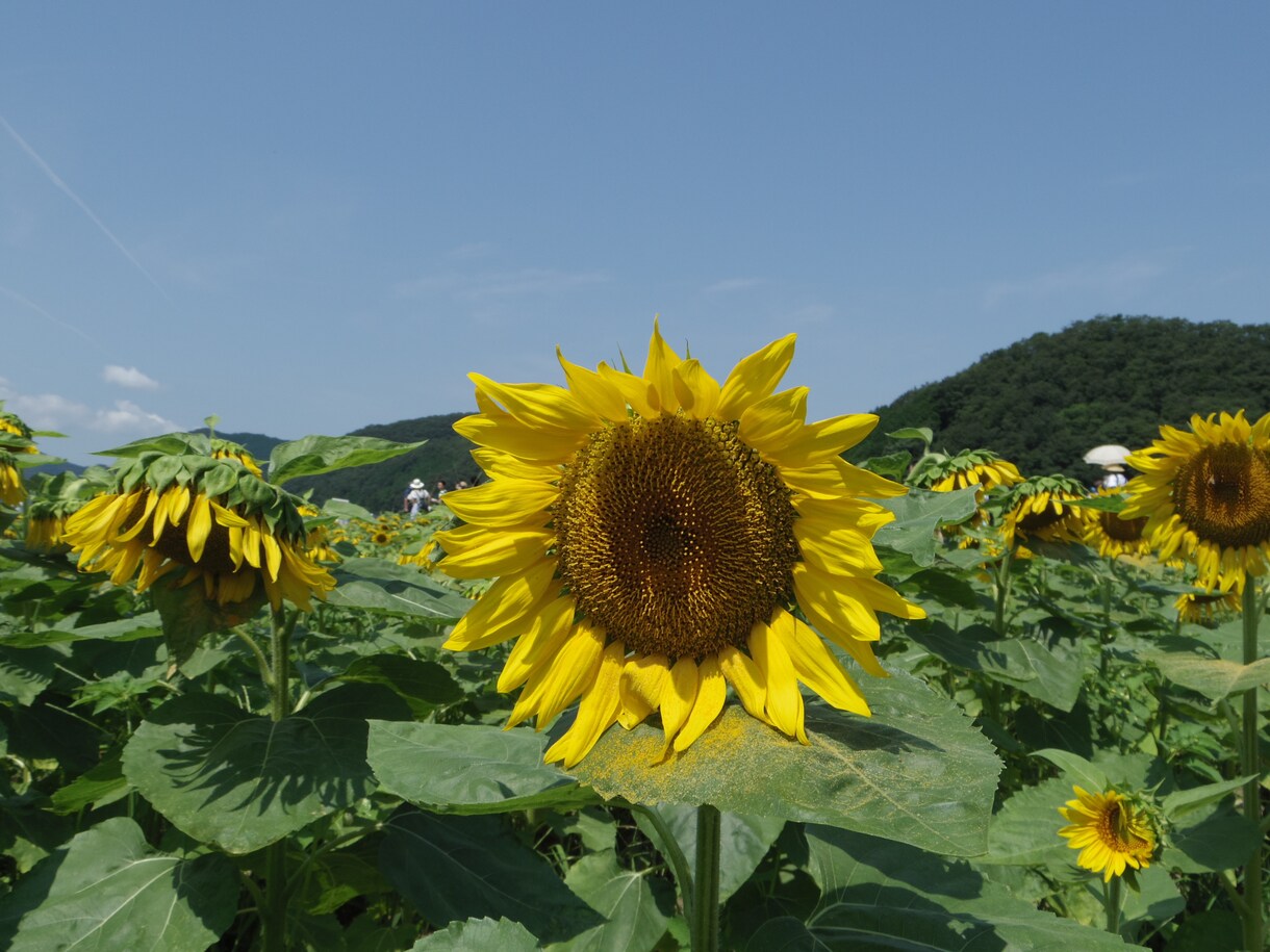 おひとりさまの終活をアドバイスしますます 今、終活を始めてみませんか?終活の専門家がアドバイスします イメージ1