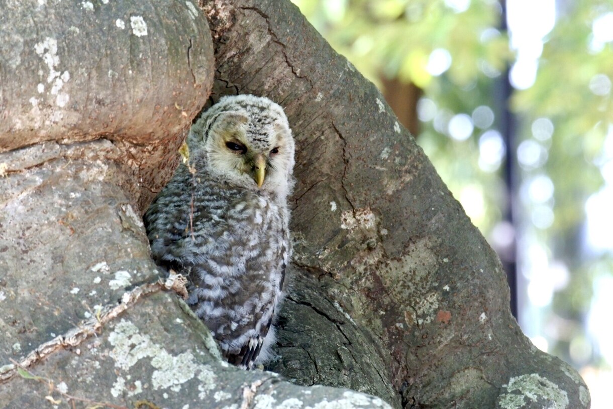 日本の野生動物や野鳥が見れる場所を紹介します 自然に話しかけましょう。自然も話しかけてくれます。 イメージ1