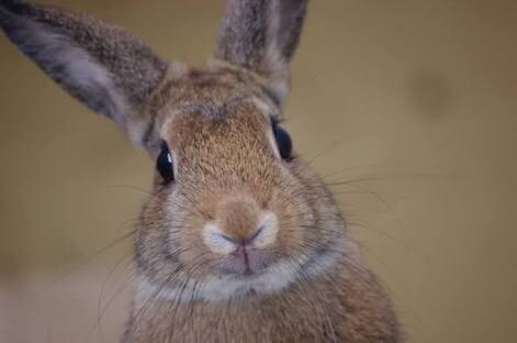 うさぎの飼い方・お世話の仕方を教えます 【選び方、飼い方、費用についてご興味のある方向け】 イメージ1