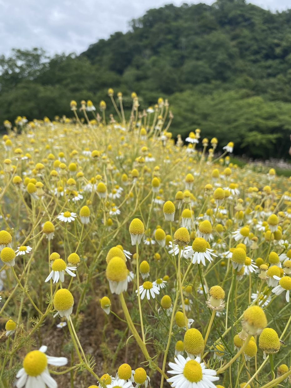 あなたのモヤモヤを丁寧に聞きます 話して軽くなりませんか？私がお聴きします！ イメージ2