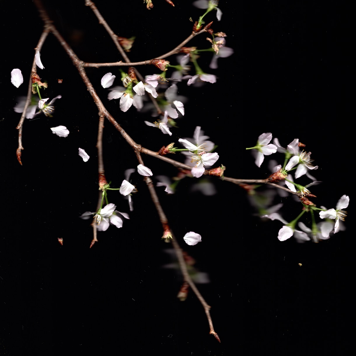 花を使ったおしゃれなアート写真を提供します 高解像度でお届けします。自由に使っていただいて構いません イメージ6