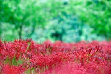 霊視可能　霊感霊視します 恋愛相談・葛藤中の愛の相談…鑑定結果に対する質問2個 イメージ1