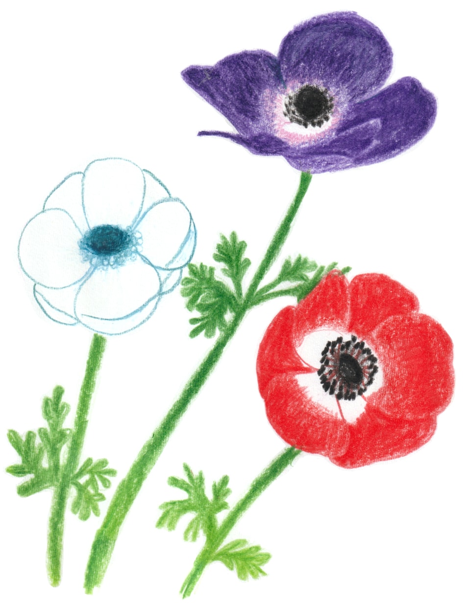 アナログイラスト！色鉛筆画で動物、植物を描きます AIイラストでは出せない味のある&温もりのある手描きイラスト イメージ6