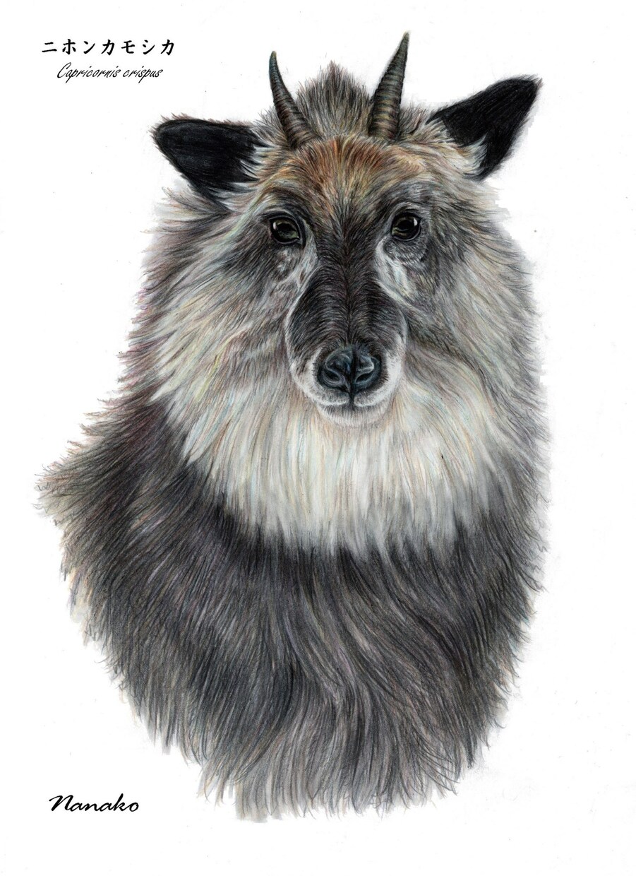 色鉛筆画★大切なペット・動物のイラストを描きます 動物を描き続けて10年以上　色鉛筆で動物の魅力を表現します！ イメージ9