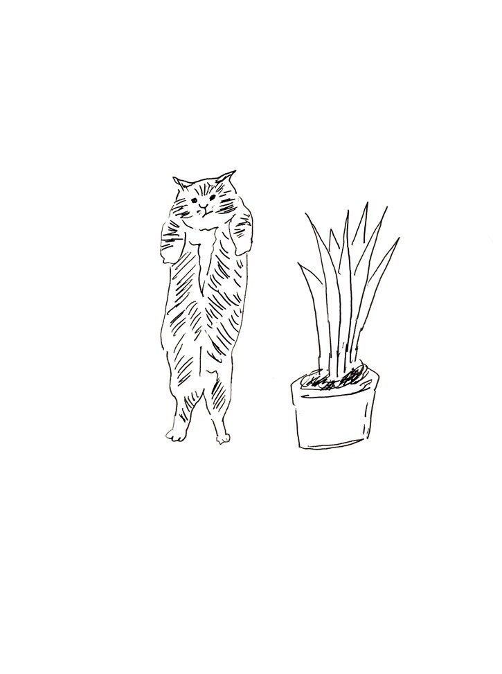手描き風ゆる〜いもふもふ動物の絵を描きます アイコン、挿絵などに使えます◯ 商用利用ご相談ください イメージ5