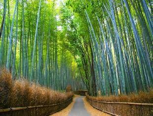 KYOTO Trip plan for youます 地元民にしか分からない最高の京都旅を！English ok イメージ4