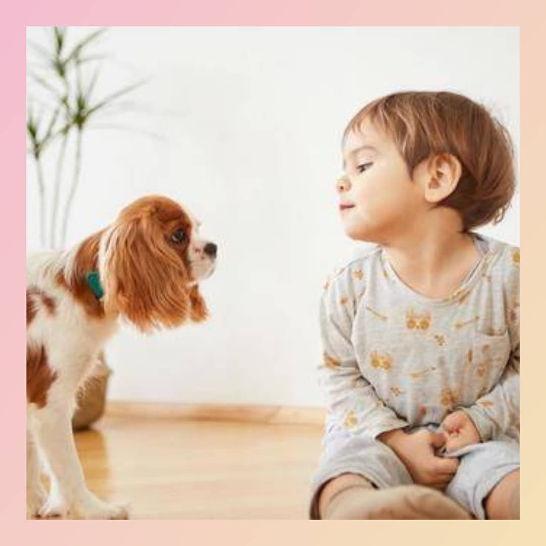 アニマルヒーリングの究極版☆誘導瞑想します ☆虹の橋のたもとにいるペットと直接会ってお話してみませんか イメージ1