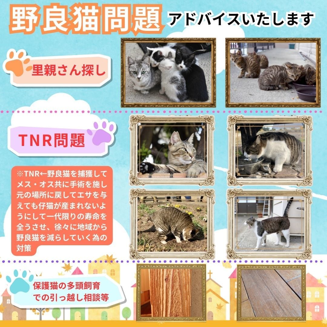 野良猫に関しての色々なお悩みをお聞きいたします 野良猫の保護、里親様探し、不妊手術、多頭飼育での賃貸物件探し イメージ1