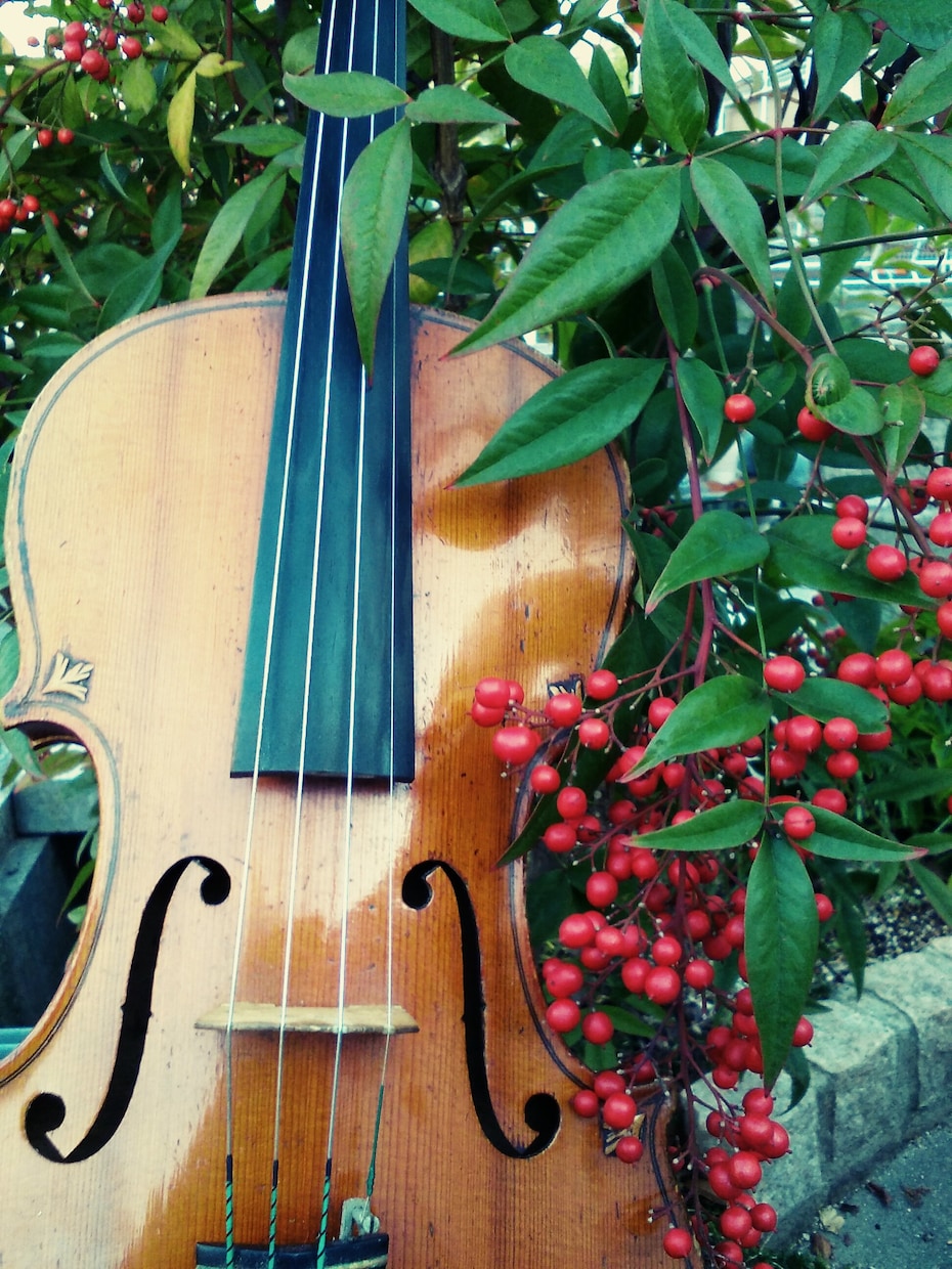 ヴァイオリンのレッスンをします ヴァイオリンで好きな曲を弾きたいという方へ(^^♪ イメージ1