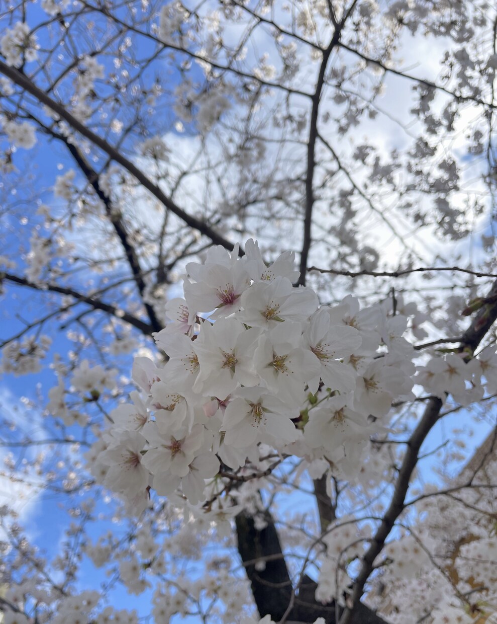 どんな話もお聞きします これも何かのご縁…私と話しませんか？(*´꒳`*) イメージ8