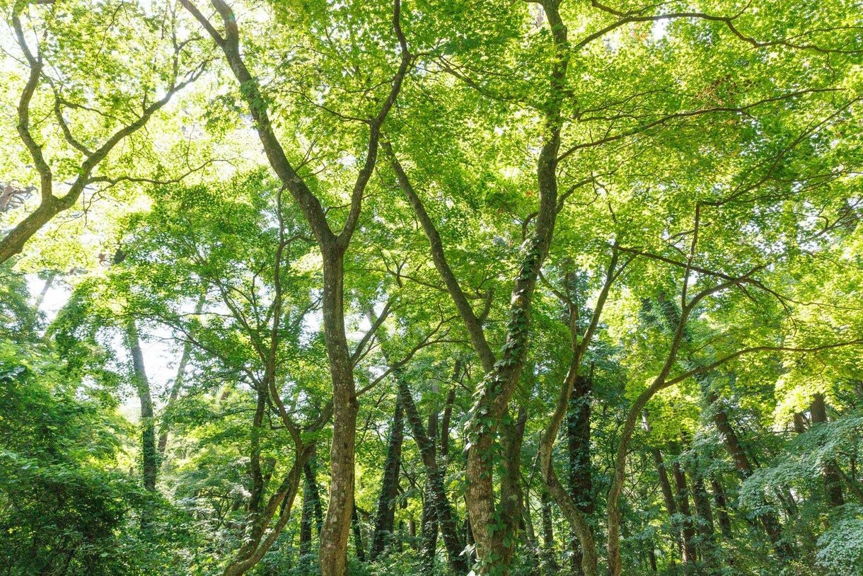 おはようの言葉で優しく起こします 朝、気持ちよく起きて1日のモチベーションを上げましょう♪ イメージ10