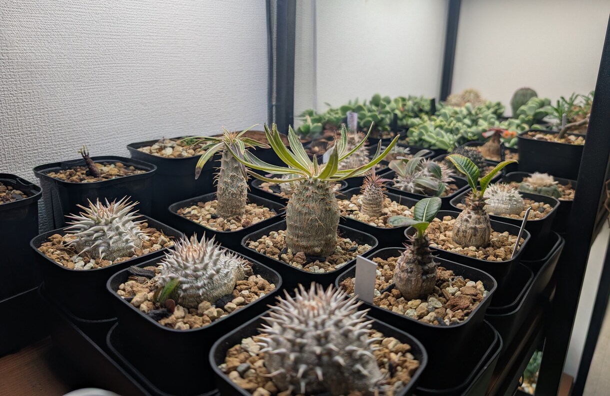 葉が落ちる・動かない植物を写真で一緒に整理します 【写真OK｜塊根・ビカク・アガベ対応｜原因を整理したい方】 イメージ4