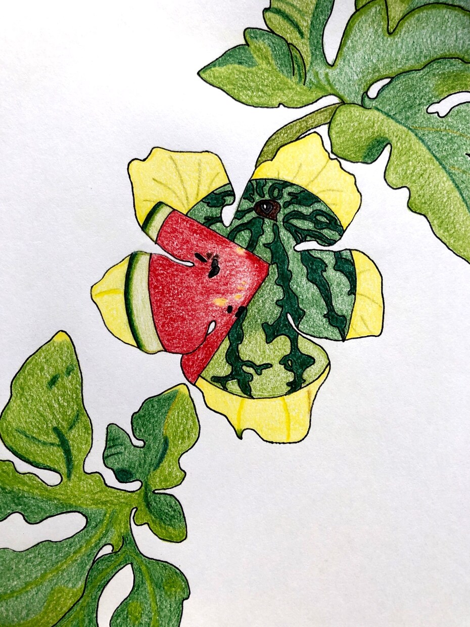 色鉛筆を使って手書きのデザインを作成致します 植物、果物、野菜のデザインが得意です イメージ10