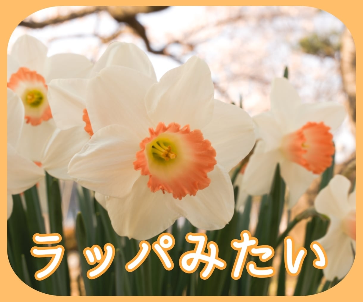 お得に真心・・そして愛に震える占い、いたします ご質問はなんでも結構です。2000文字は優に超えます イメージ2