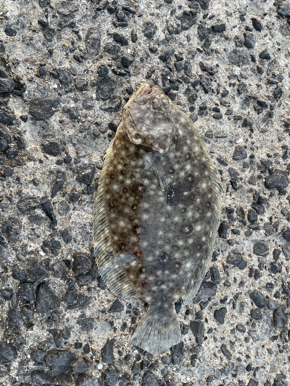 長崎佐賀福岡方面の一部の場所の釣れる魚を教えます 釣行前に、釣れる魚の場所のポイントを知りたくないですか？ イメージ3