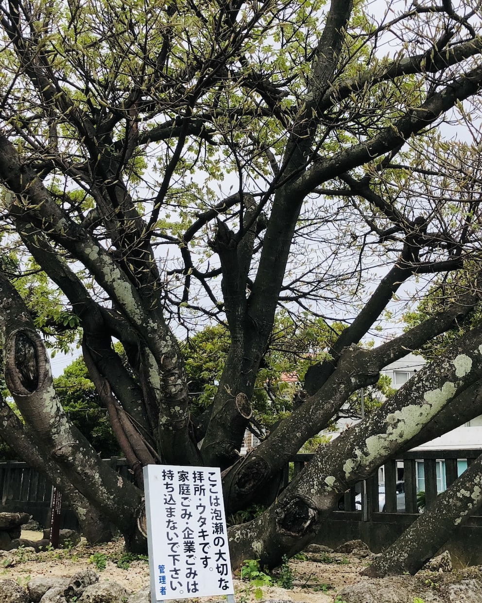 沖縄最強安産.子宝祈願.妊娠絵馬代行奉納承ります 子宝成就.授かり過ぎる驚神社＊子宝アドバイスと奉納画像付き イメージ8
